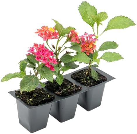 3 Irene Lantanas, Live Plants – Continuous Blooms, Thriving in 2.5” Nursery Cubes - Image 5