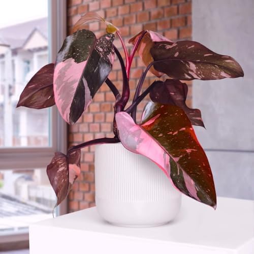 Pink Philodendron Plant Live, Rare Tropical Variegated Live Indoor Houseplant, Starter Plants No Pot, 5-9" in Tall - Image 4