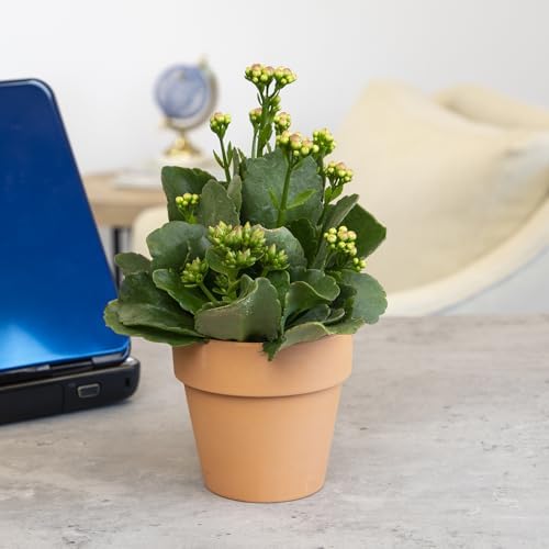 Kalanchoe Plant Succulents Plants Live Houseplants, Live Succulents Live House Plants in Clay Pots, Succulent Plants Live Plants Indoor Plants, Live Succulent Plant Lover Gifts by Plants for Pets - Image 5