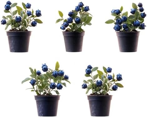 5 Blueberry Live Plant Seedlings for Growing (High Bush Blueberry) - Grow Delicious Blue Berry Bush Patch 5 Live Blueberry Plants - Ships Bare Root, No Pots Included by CZGrain