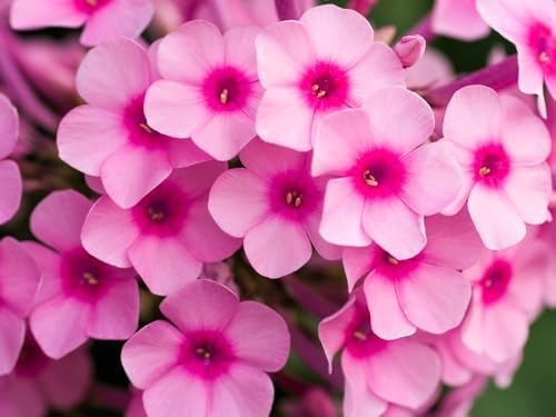 Greenwood Nursery: Live Ground-Cover Plants - Pink Creeping/Moss Phlox + Subulata - [Qty: 5X Pint Pots] - (Click for Other Available Plants/Quantities) - Image 2