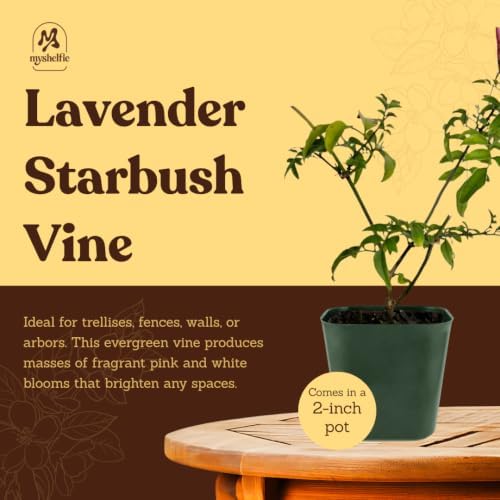 Pink Jasmine Plant Live, Fragrant Jasminum Polyanthum Vine, 2in Pot, 3-Pack - Image 5