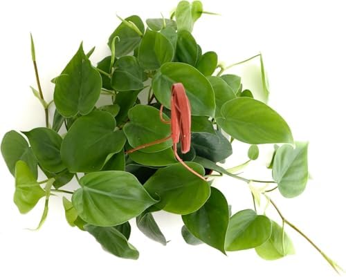 Shop Succulents Heartleaf Philodendron Cordatum, Live Indoor Houseplant, Easy Care Trailing Plant for Home Decor, Office, Room Decoration, Perfect Housewarming Gift, 6 Inch Pot - Image 2