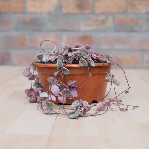 Variegated String of Hearts Succulent Trailing Vine, Indoor Houseplant Live in Pot - Image 5
