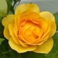Heirloom Floribunda Roses, Live Own Root Plant, Julia Child™ by HeirloomRoses