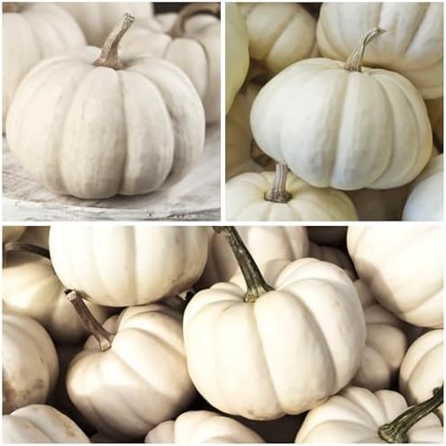 Seed Needs Pumpkin Seeds Variety Pack of 2 Non-GMO & Heirloom Mini Fruits - Image 7