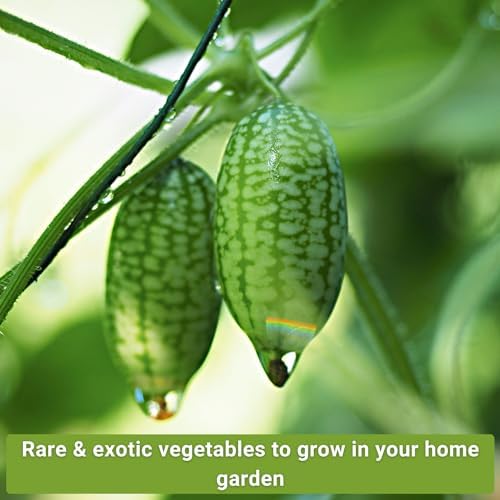 Sow Right Seeds - Rare Exotic Vegetable Seed Collection for Planting Garden - Image 4