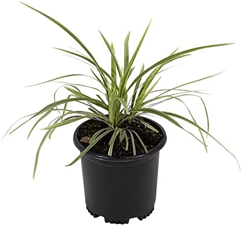Aztec Grass Liriope Muscari, Outdoor Plants Live Ornamental Grass Plants Live Plants, Evergreen Garden Decor, Landscape Edging Liriope Plants, Flowering Plant Blooms Purple Flowers by Plants for Pets by PlantsforPets