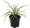 Aztec Grass Liriope Muscari, Outdoor Plants Live Ornamental Grass Plants Live Plants, Evergreen Garden Decor, Landscape Edging Liriope Plants, Flowering Plant Blooms Purple Flowers by Plants for Pets by PlantsforPets