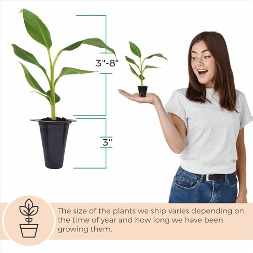 Banana Tree Gran Nain. Set of 4 Starter Live Plants (Double Mahoi) - Image 2