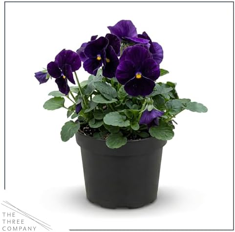 Pansy - Purple (4 Pack), Live Winter Flowering Annual, Beautiful Winter Color, 6" Tall by 4" Wide in 1 Pt Pot - Image 3