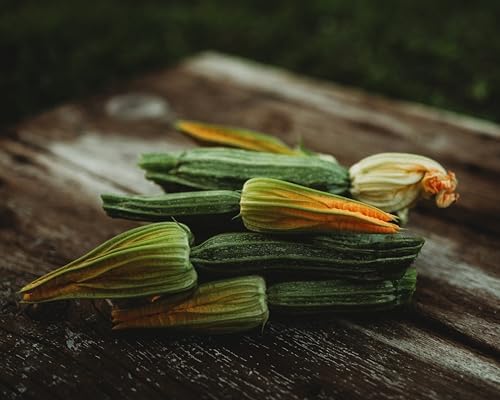 Costata Romanesco Zucchini - 25 Heirloom Zucchini Seeds, Thresh Seed Co. - Image 6