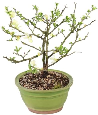 Brussel's Bonsai - Medium Live Bonsai Tree, Potted Outdoor Plant - Image 2