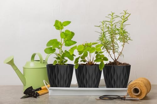 6 Inch Plant Pots, 6 Pack Indoor Flower Pots, Planters with Drainage Holes and Trays for Orchids, Violets, Succulents, Herbs, and Other Plants, Black - Image 5