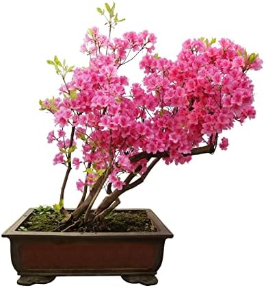 Pink Azalea Bonsai Tree Seeds for Planting- 30 Seeds - Prized Flowering Bonsai Specimen - Image 2
