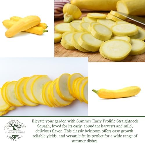Early Prolific Straightneck Squash Seeds – 50+ Non-GMO & Heirloom Vegetable Seeds, Cucurbita Pepo, Fast Growing Yellow Summer Squash, High Yield for Containers & Gardens, Gift Idea by Isla’s Garden - Image 6