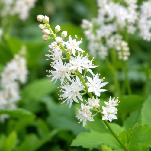 5 Foamflower Bulbs - Live Roots - Image 4