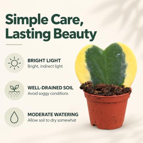 Hoya Heart Variegated Kerri Live Plant in 2-Inch Pot - Image 4
