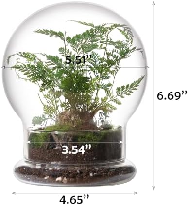 WHJY Round Glass Cloche for Indoor Plants Small Terrarium Glass Cloche with Base Mini Cloche Dome with Base for Display Home Decor - Image 2