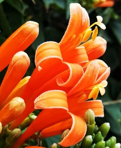 100 Count Pyrostegia Venusta Flower Seeds Firecracker Cigar Plant - Perennial Fast Climbing Vine, Long Flowering Season, Suitable for Home Gardens & Patios - Image 5