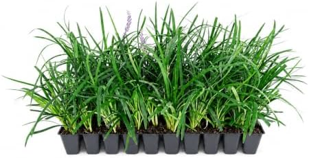 Super Blue Liriope Muscari - 10 Live Plants - Evergreen Ground Cover Grass by FloridaFoliage