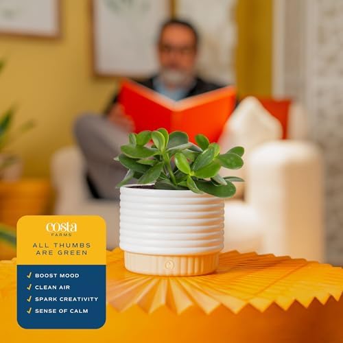 Costa Farms Succulent, Live Indoor Jade Plant, Easy Care, Home Decor - Image 5