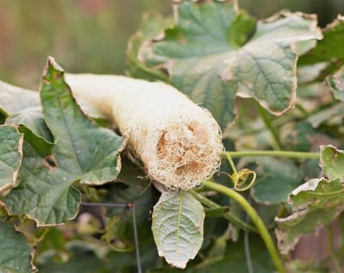 30PCS Smooth Sponge Gourd Seeds Loofah Snake Melon USA Asian Vegetable Seed - Image 3