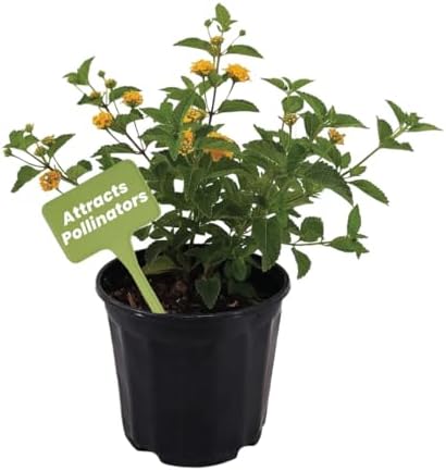 American Plant Exchange Lantana 'Gold' – 6-Inch Pot – Live Flowering Shrub with Bright Yellow Blooms, Heat-Tolerant Outdoor Plant for Gardens, Patios, Containers & Pollinator Landscapes by AmericanPlantExchange