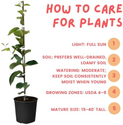 Persimmon Tree Live Plant, 6-12 Inch Tall Plant Well Rooted in Quart Pot - Image 6