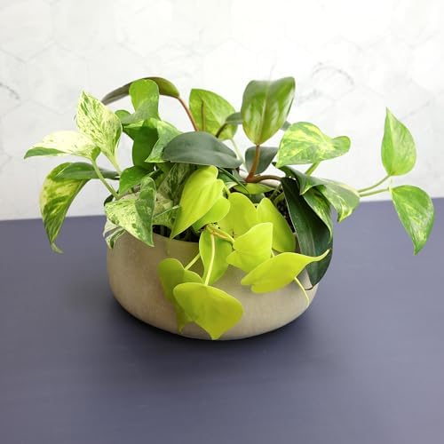 Pothos & Philodendron 6PK, Easy Plant Care, 2 in. Pots, Small House Plants - Image 3