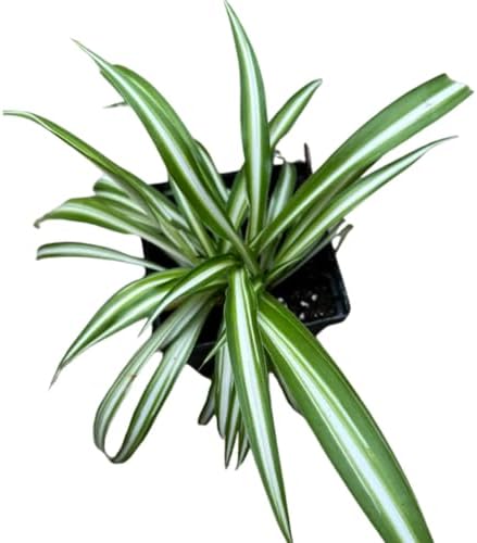 Organic Spider Plant, (Chlorophytum comosum Reverse variegatum) 2.5-inch Pot - aka - Spider Ivy - Hen and Chickens - Ribbon Plant - House Plant - Image 5