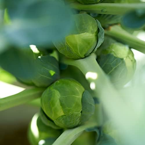 The Old Farmer's Almanac Heirloom Brussels Sprouts Seeds (Long Island Improved) - Approx 700 Seeds - Non-GMO, Open Pollinated, USA Origin - Image 7