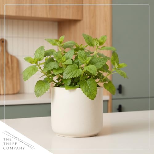 Herb - Lemon Balm (4 Pack), Live Edible Herb, Herbal Tea, Lemon Aroma - Image 6