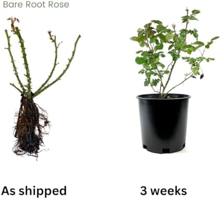 Red Don Juan Rose Live Plant, Hardy, 5-10 Inch Tall - Image 5