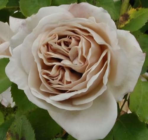 Ash Wednesday Climbing Rose Bush Live Plant, 2 Quart Potted Rose Bush, Garden Roses by Unknown