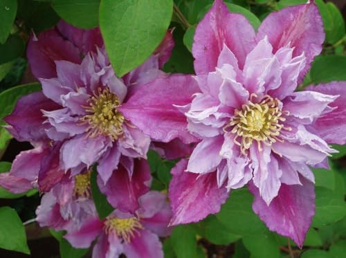 Piilu Clematis Vine - Heaviest Blooming Clematis - 2.5" Pot - Little Duckling - Image 3