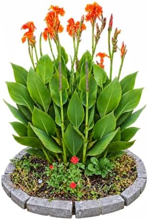 Yellow and Orange Canna Lily Rhizomes/Bulbs, Yellow King Humbert (12) by Unknown