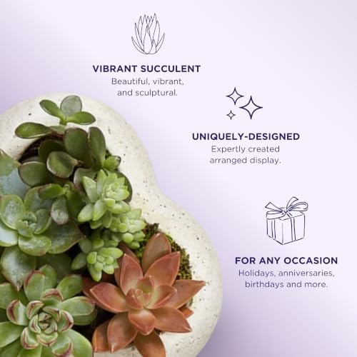 1800 Flowers - Sweet Succulent Heart Garden Large | Succulent for Delivery - Image 3