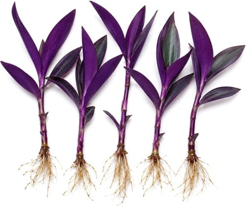 Purple Heart Tradescantia Live Plant, Indoor Wandering Jew, 5 Cuttings by CZGrain