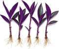 Purple Heart Tradescantia Live Plant, Indoor Wandering Jew, 5 Cuttings by CZGrain