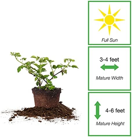 Perfect Plants Arapaho Thornless BlackBerry Bush, 1 Gallon, Live Plant - Image 2