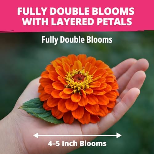HOME GROWN Zinnia Dahlia Seeds, 524 Seeds, Zinnia elegans - Image 2