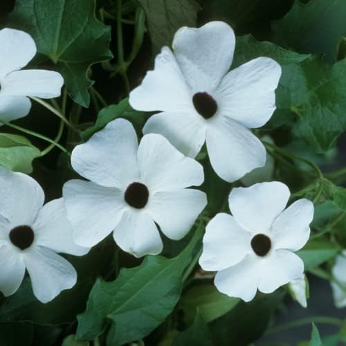 Park Seed White Black-Eyed Susan Vine Thunbergia – Pack of 25 - Image 3