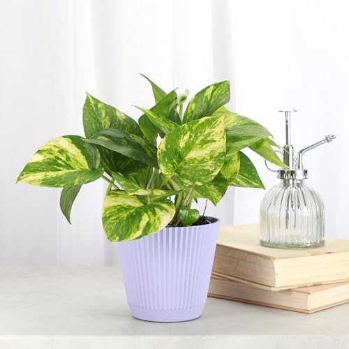 Live Golden Pothos, Indoor Vining Plant, Easy to Grow, 4" Pot - Image 2