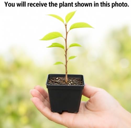 Set 2 Cherry Blossom Trees for Planting, Hardy Ornamental Flowering Cherry Tree in Home Garden, 5-10 Inch Tall, 2.5 Inch Pot, Dormant in Winter - Image 2