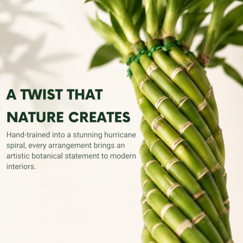 Live Hurricane Bamboo Plant - Air-Purifying Live Indoor Houseplants Flowers - Image 2