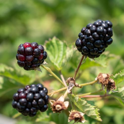 BlackBerry Plant Freedom-Ark (4 Pack) | Live Fruit Plant for Planting | Thornless & High-Yielding Variety | Large, Sweet & Juicy Berries | Perfect for Fresh Eating & Organic Gardens | Easy to Grow - Image 2