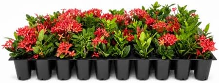 Ixora Dwarf Red | 40 Live Plants | Ixora Coccinea | Flowering Shrub for Garden | Tropical Ornamental Plants by FloridaFoliage