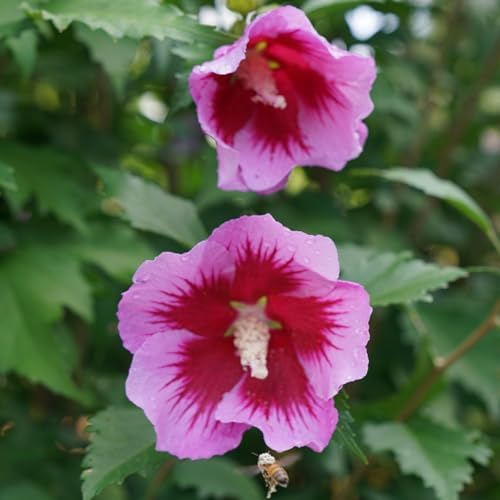 Proven Winners 2 Gal. Purple Pillar Rose of Sharon (Hibiscus) Shrub - Image 4