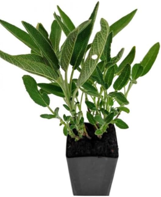 Amethyst Lips Salvia – Live Flowering Plant in 3 Inch Pot – Hummingbird Magnet - Image 2